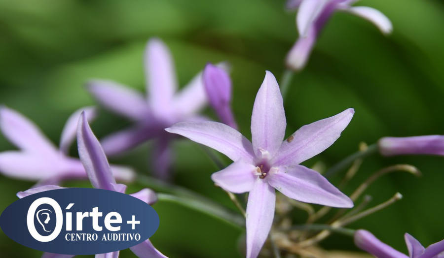 Efectos perjudiciales de la primavera para tus oídos