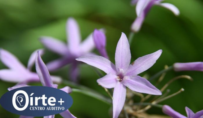 Efectos perjudiciales de la primavera para tus oídos